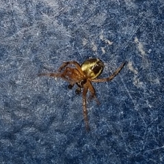 Araneidae