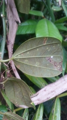 Passiflora orbiculata
