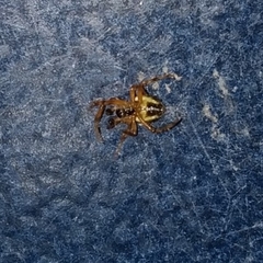 Araneidae