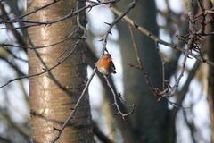 Erithacus rubecula
