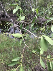 Psydrax oleifolia