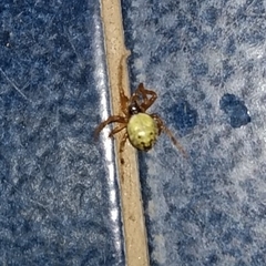 Araneidae