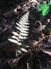 Dennstaedtia punctilobula