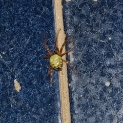 Araneidae