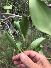 Psydrax oleifolia