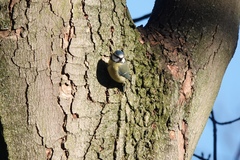 Cyanistes caeruleus