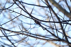 Aegithalos caudatus