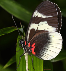 Heliconius eleuchia