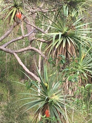 Pandanus brookei