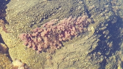 Porifera