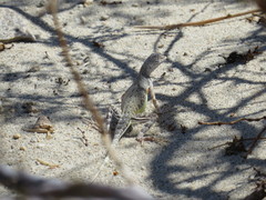 Callisaurus draconoides rhodostictus
