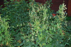 Fallopia dumetorum