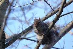 Sciurus carolinensis