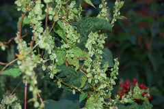 Fallopia dumetorum