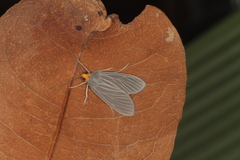 Nezula grisea
