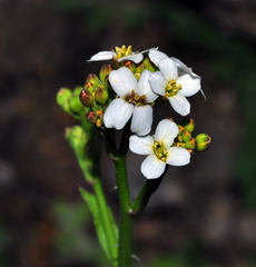 Crambe hispanica