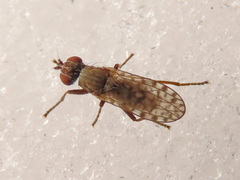 Pherbellia schoenherri