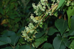 Fallopia dumetorum