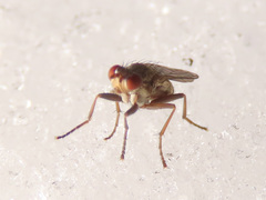 Pherbellia schoenherri