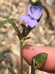 Brunoniella