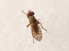 Pherbellia schoenherri