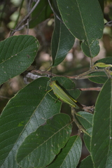 Zoniopoda similis