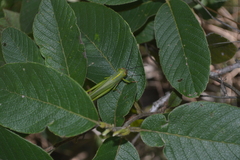 Zoniopoda similis