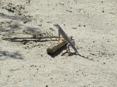 Callisaurus draconoides rhodostictus