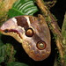 Catoblepia orgetorix - Photo (c) Lepidoptera Colombiana, some rights reserved (CC BY-NC), uploaded by Lepidoptera Colombiana