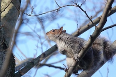 Sciurus carolinensis