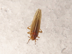 Stenocranus minutus