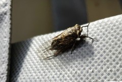 Physeema labyrinthica