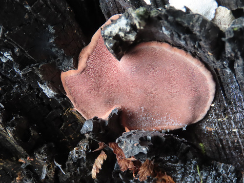 Fomitopsis rosea
