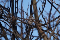 Aegithalos caudatus
