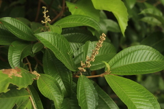 Miconia multispicata