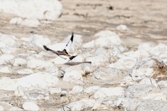 Plectrophenax nivalis