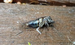 Physeema labyrinthica