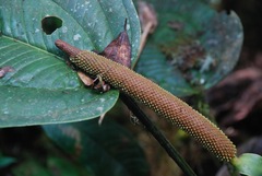 Anthurium ovatifolium