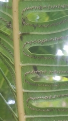 Cyathea horrida