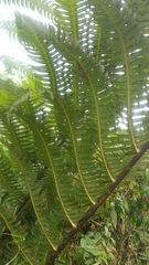 Cyathea horrida