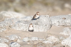 Plectrophenax nivalis