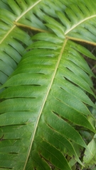 Cyathea horrida