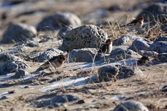 Plectrophenax nivalis
