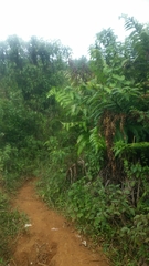Cyathea horrida