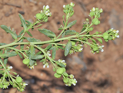Lepidium navasii