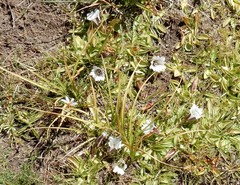 Gentiana newberryi