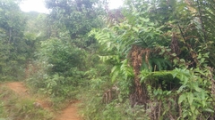 Cyathea horrida