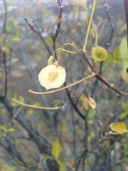 Ptelea trifoliata