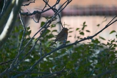 Erithacus rubecula