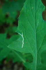 Phytomyza marginella